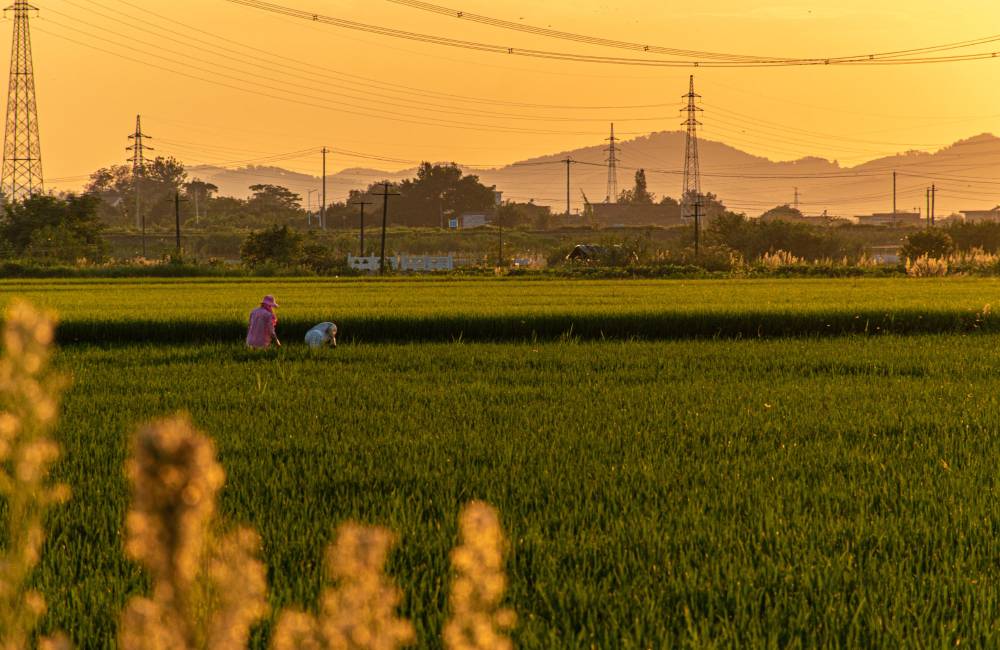 Campagne chinoise