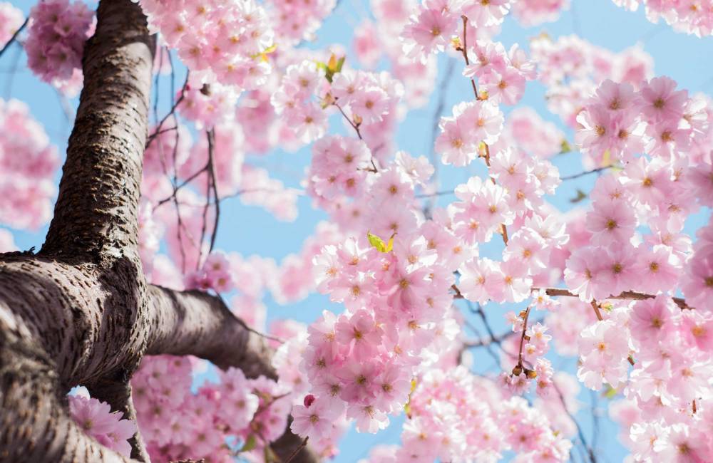 Les cerisiers en fleurs en Chine : guide des meilleurs endroits