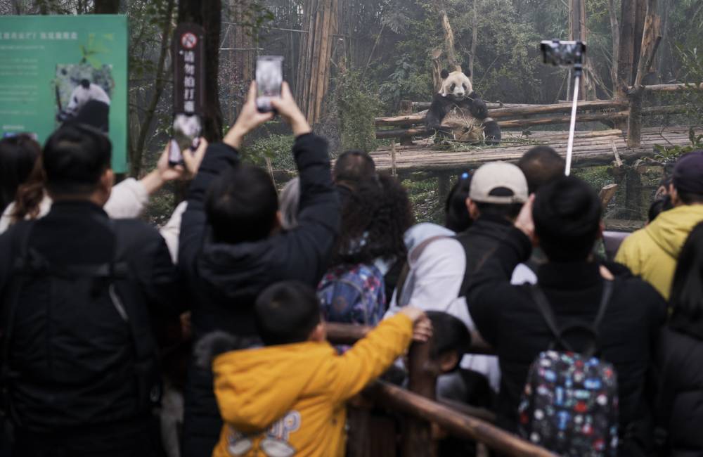 Pandas, Chengdu