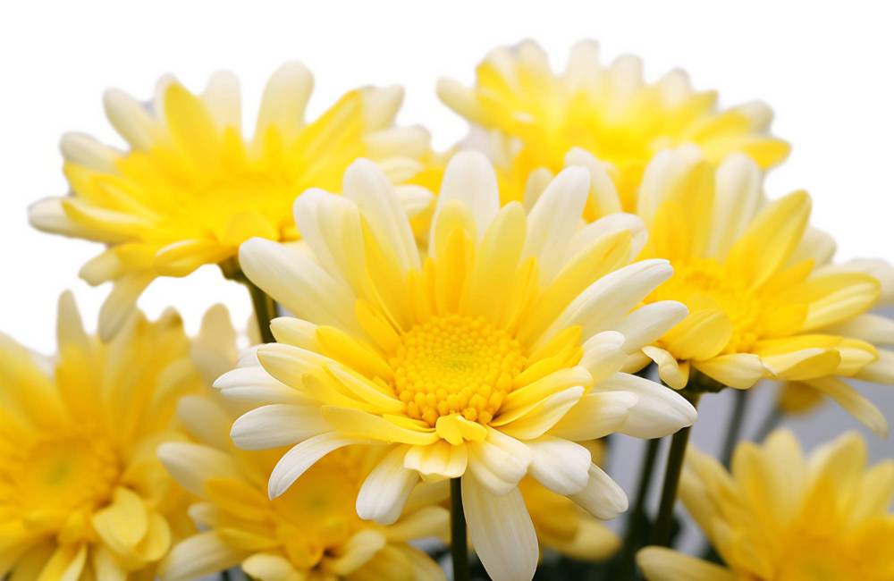 chrysanth&egrave;me de Chine