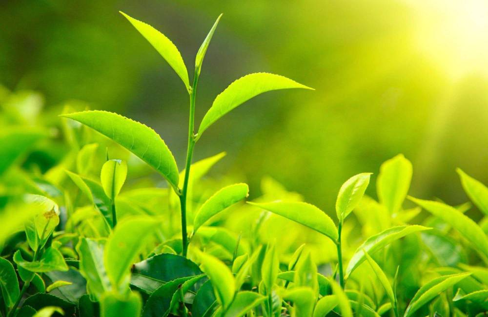 Couleur verte et renouveau du printemps