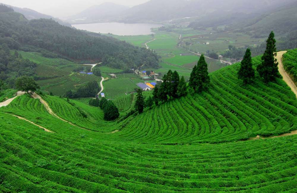 Plantations de thé, Zhejiang