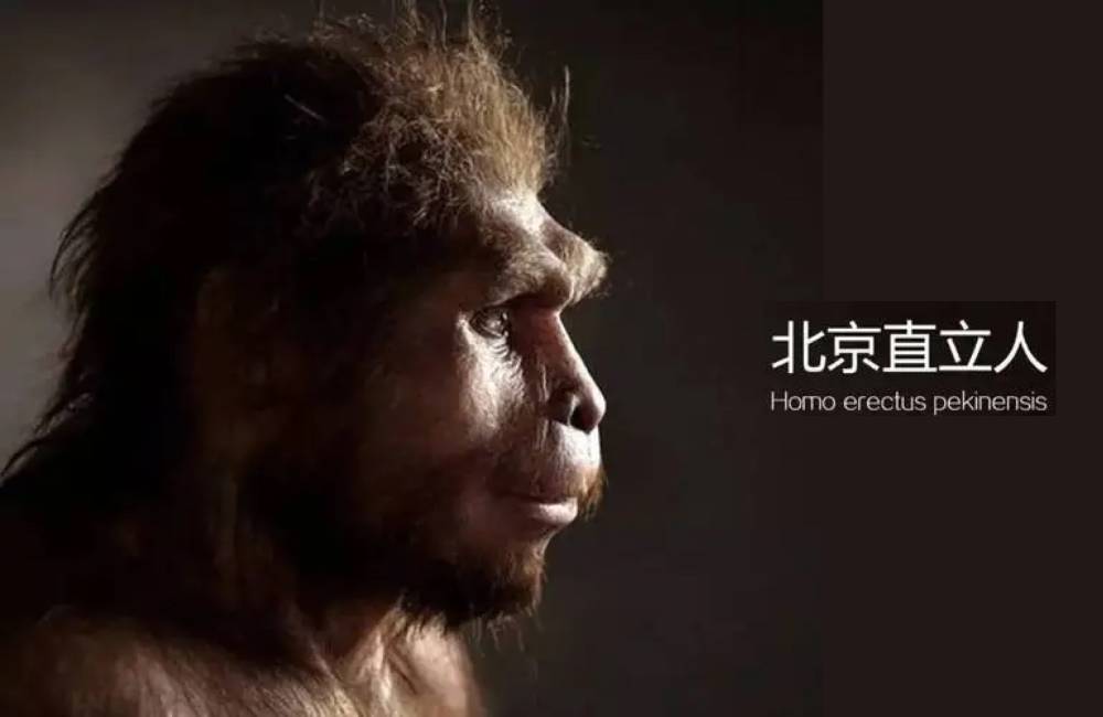 Repr&eacute;sentation de l'Homme de P&eacute;kin