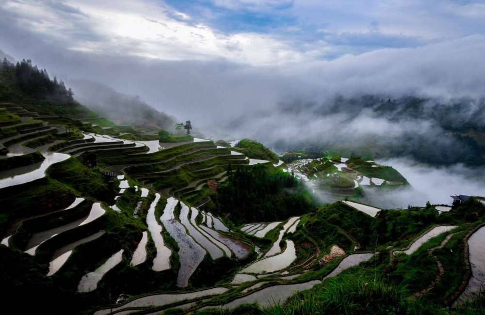paysage, rizi&egrave;re en terrasse, brume, Jiabang, Guizhou