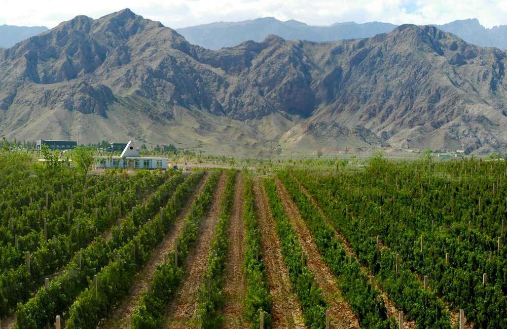 vignoble, Ningxia