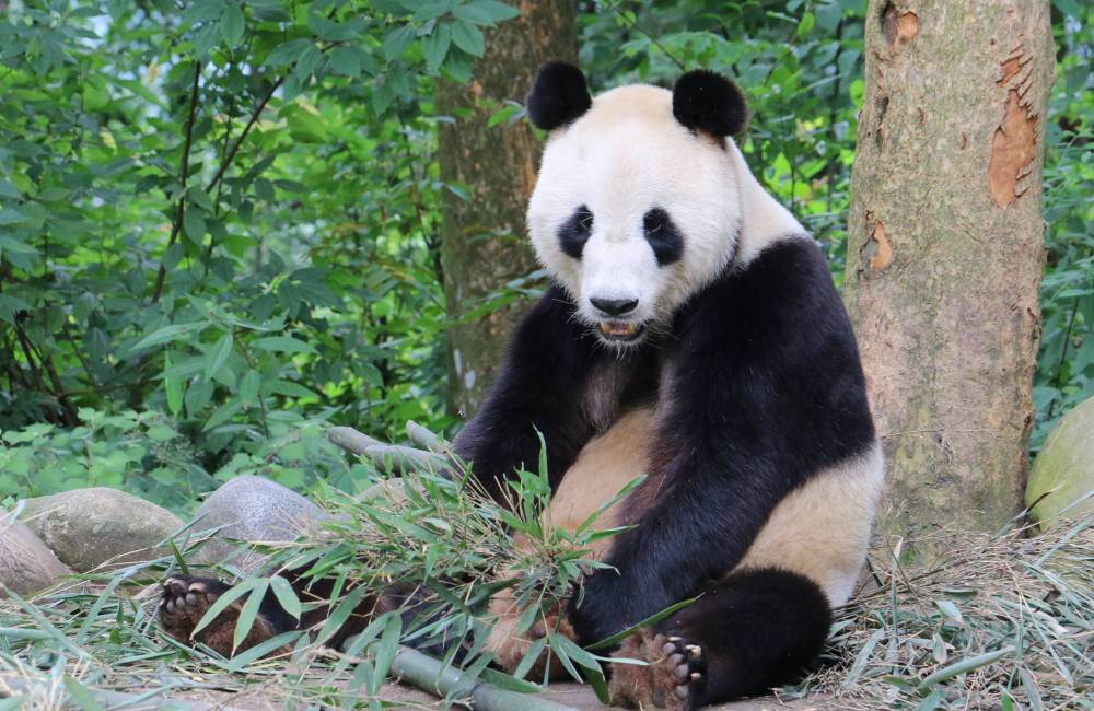 Base de recherche de Chengdu pour l'&eacute;levage du panda g&eacute;ant, dans le Sichuan