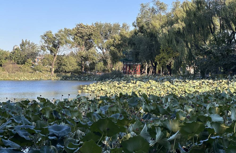 Lac et n&eacute;nuphars, ancien palais d'&eacute;t&eacute; de P&eacute;kin