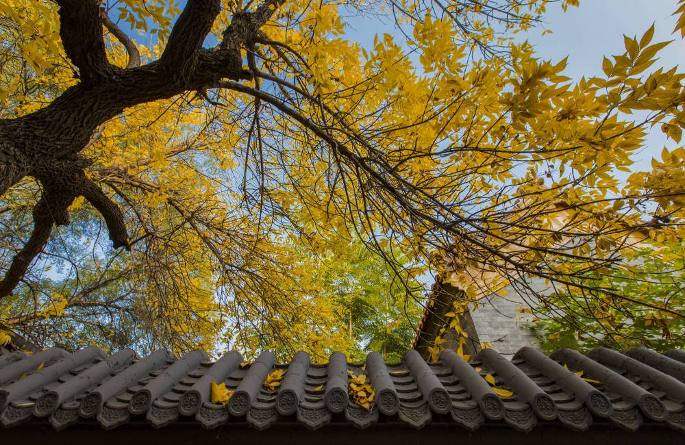 Vieil arbre avec feuillage jaune en automne &agrave; P&eacute;kin