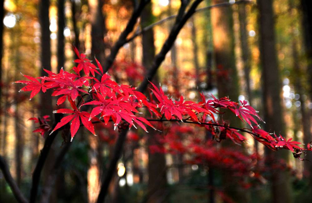 Erable rouge &agrave; P&eacute;kin