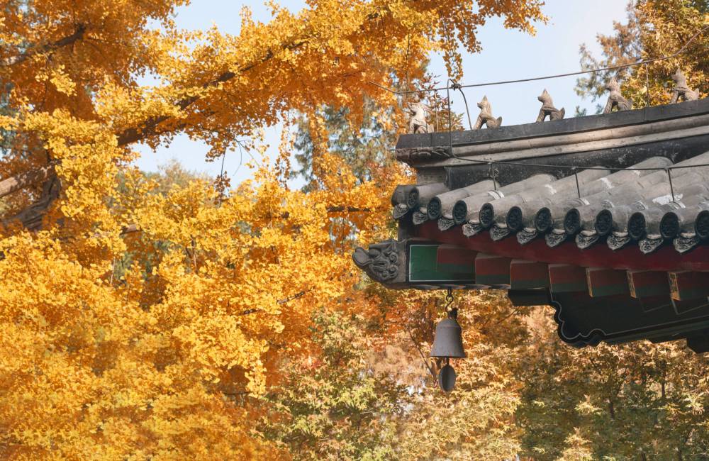 Admirer les feuillages d'automne dans les parcs de Pékin