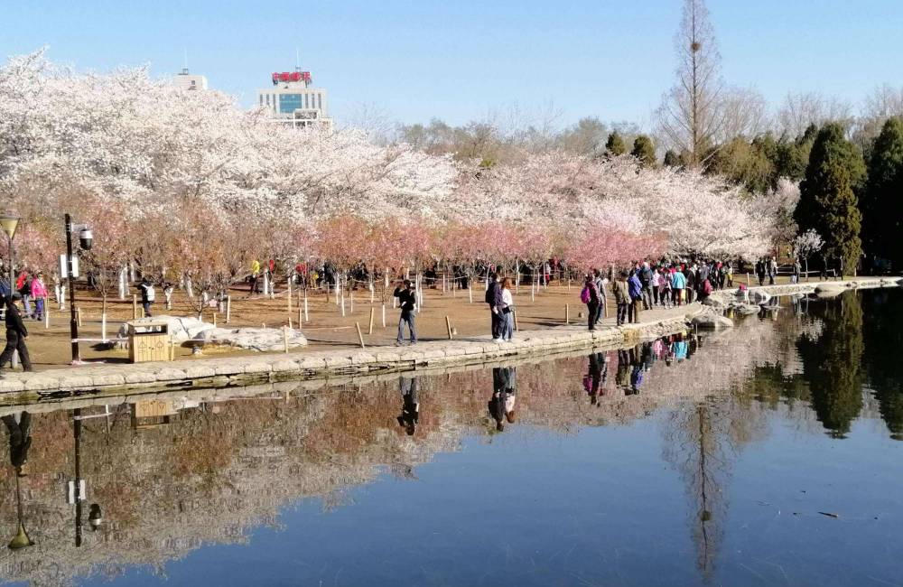 Parc Yuyuantan avec cerisiers en fleurs &agrave; P&eacute;kin