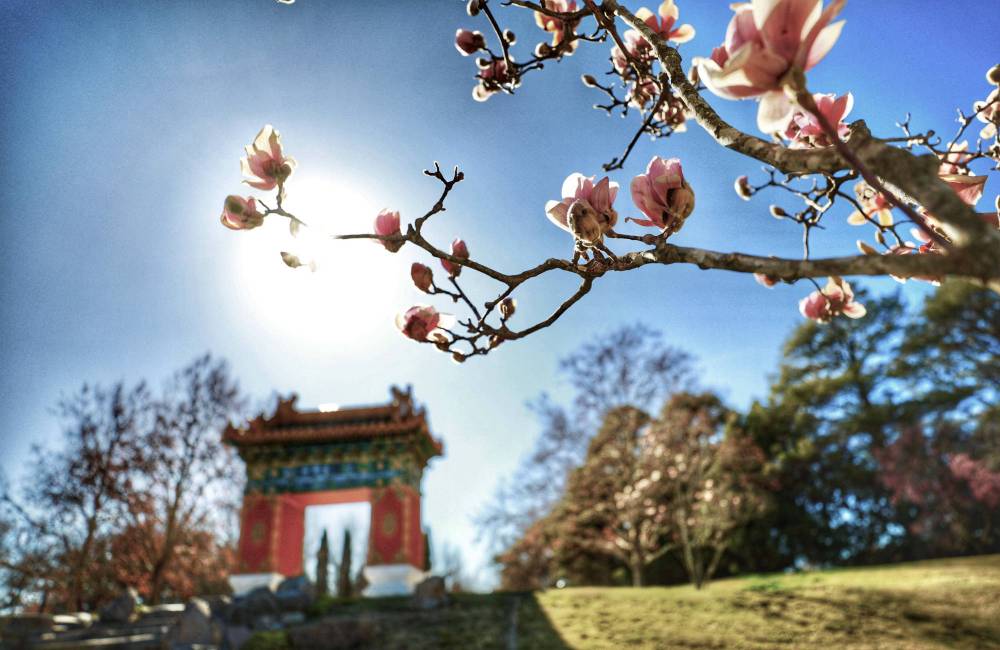 Floraison de printemps &agrave; P&eacute;kin