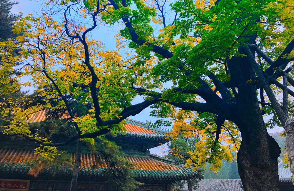 Temple Tanzhe &agrave; P&eacute;kin