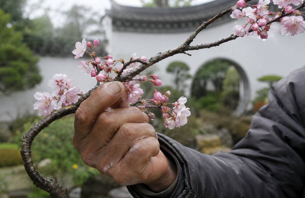 Suzhou, fleur de prunier, printemps