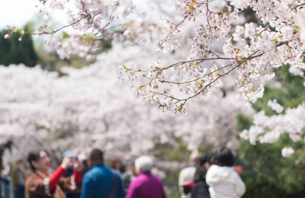 Cerisiers en fleurs, printemps, parc Zhongshan, Qingdao, Shandong