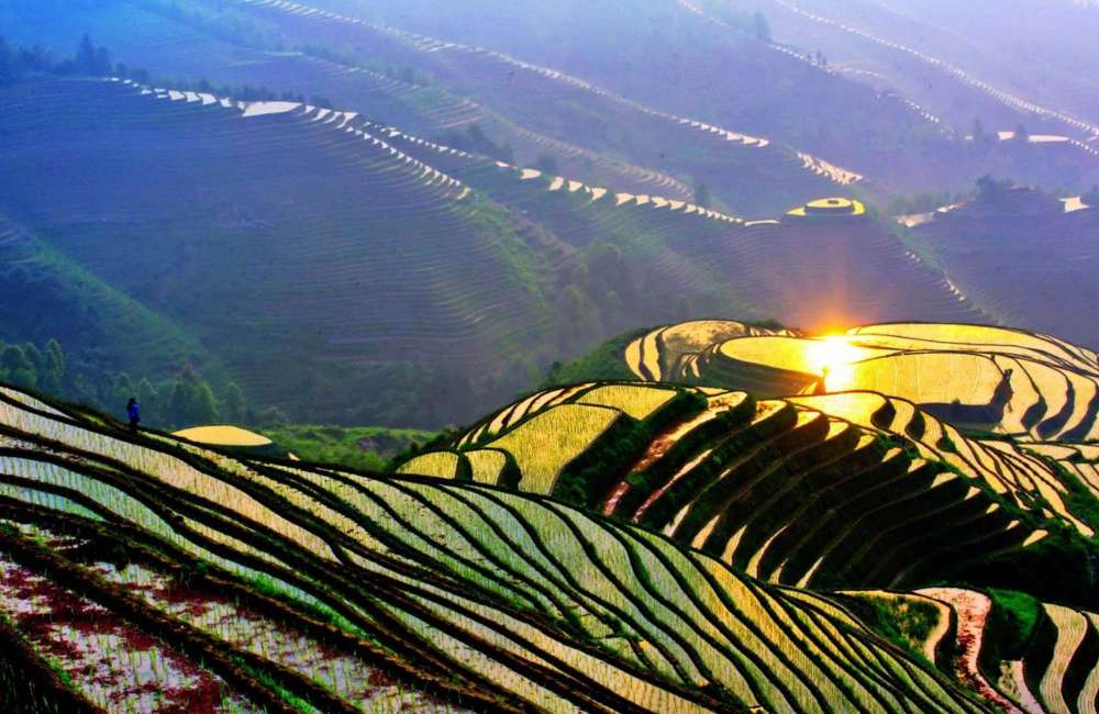 Rizi&egrave;res en terrasses de Longji