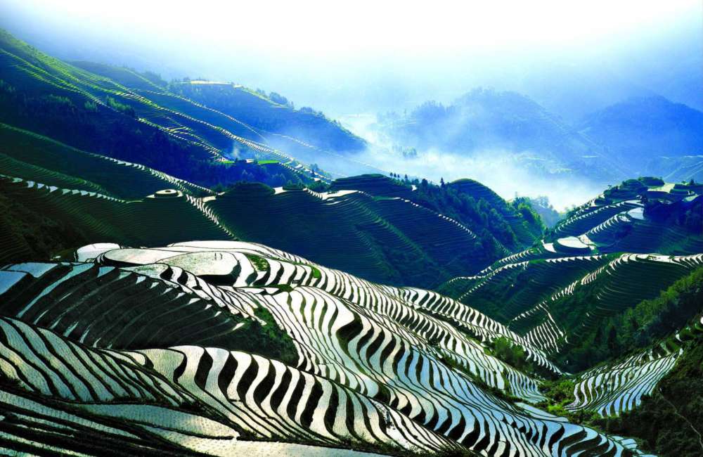 Rizi&egrave;res en terrasses de Longji