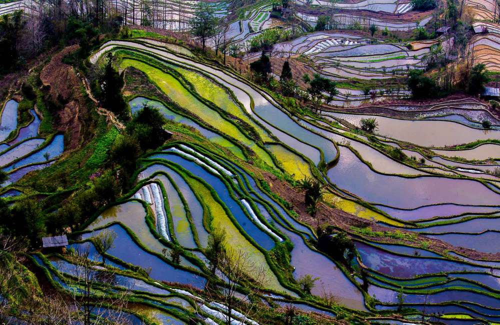 rizi&egrave;re en terrasse, chine, Yunnan
