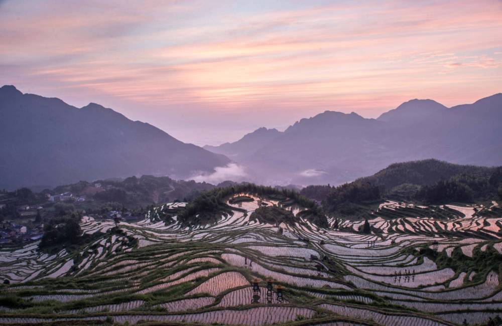 rizi&egrave;re en terrasse de Yunhe, Zhejiang, Chine