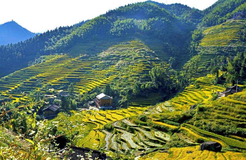 rizi&egrave;re en terrasse de Ziquejie, Hunan, Chine