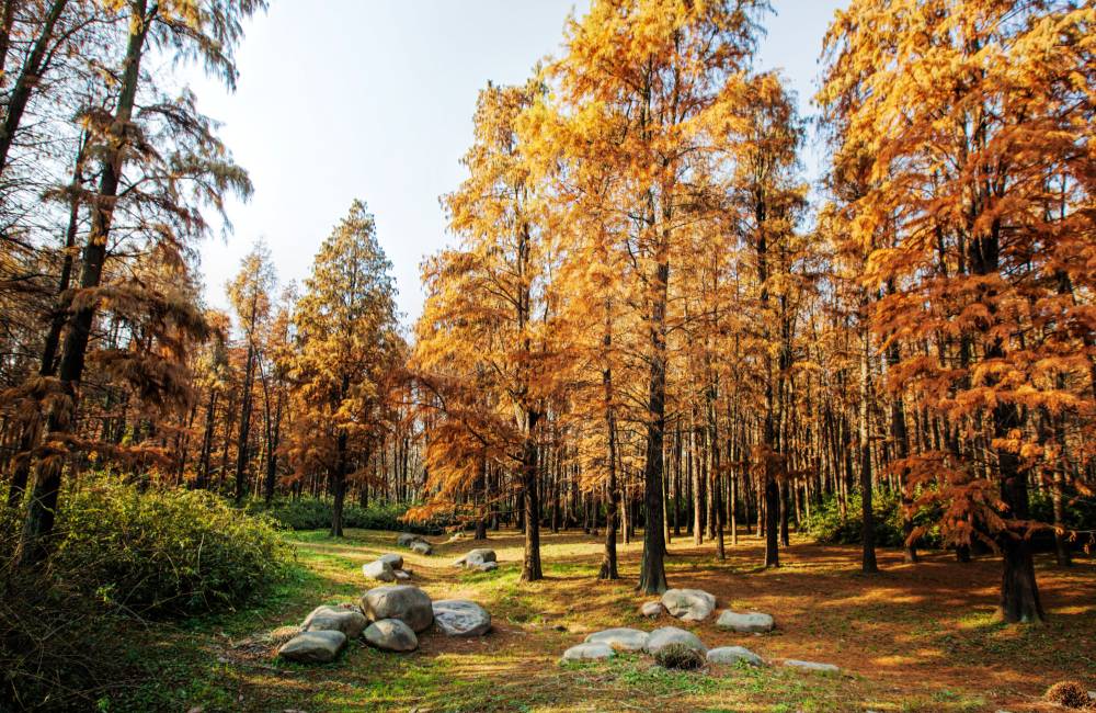 Parc forestier de Gongqing