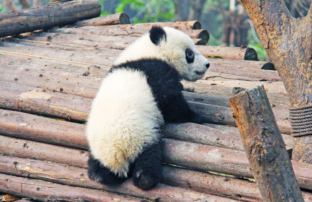 Pandas dans la base de recherche sur l'&eacute;levage du panda g&eacute;ant du Sichuan