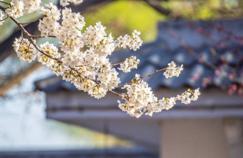 Profitez du printemps à Pékin : les 9 incontournables de la capitale chinoise