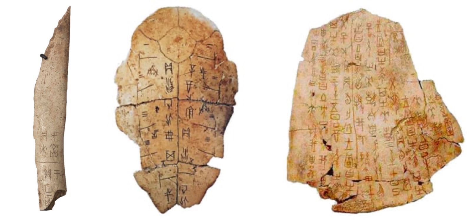 Premi&egrave;res traces de l'&eacute;criture chinoise sur des os